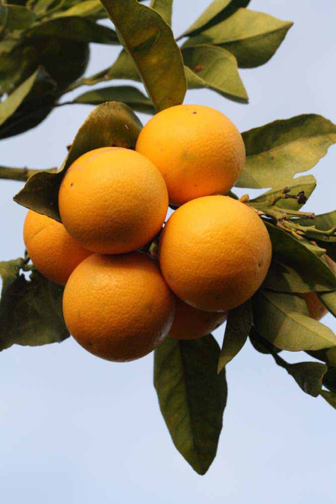            Fruit (Vainiglia, Riverside, CA)   